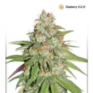 (imagen para) Glueberry OG