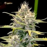(Bild für) GMO Cookies 5 fem