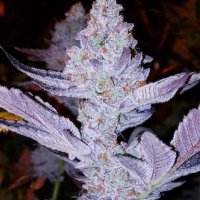 (image pour) GMO Zkittlez F1 regular