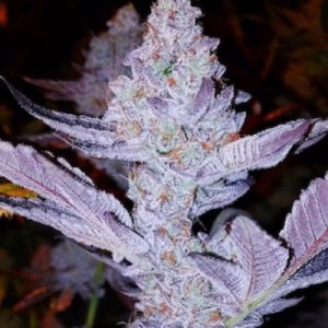 (Bild für) GMO Zkittlez F1 regular