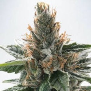(imagen para) Gods Glue fem