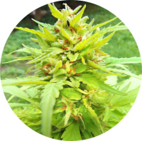 (image for) Golden Cannary 5 reg