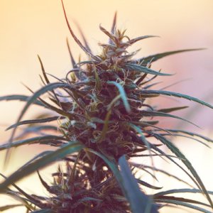 Golden Highland Thai