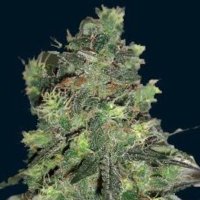(image pour) Goliath Auto 5 fem