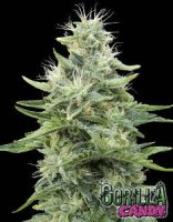 Gorilla Candy fem