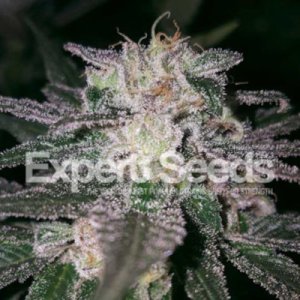 (Bild für) Gorilla Cookies feminized