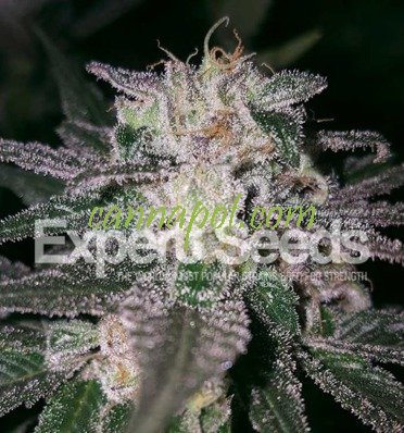 Gorilla Cookies feminized - zum Schließen ins Bild klicken