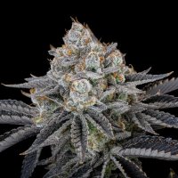 (imagen para) Gorilla Cookies FF
