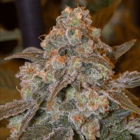 Gorilla Frost