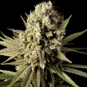 (imagen para) Gorilla Gas F1 Fast female