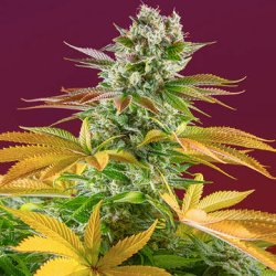 Ein allgemeines Bild