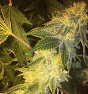 (Bild für) Gorilla Glue #4 S1 6 fem