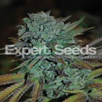 (image for) Gorilla Glue 4 Auto feminized