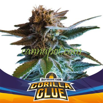 Gorilla Glue Auto - zum Schließen ins Bild klicken