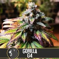 Gorilla Glue #4 feminized