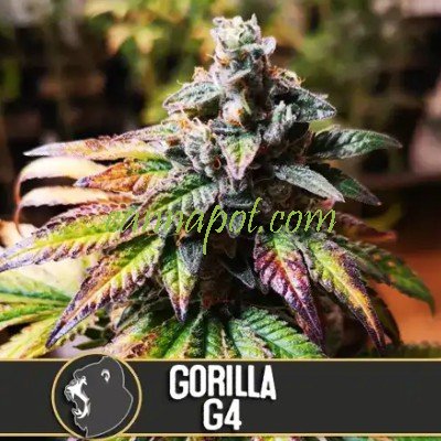 Gorilla Glue #4 feminized - zum Schließen ins Bild klicken