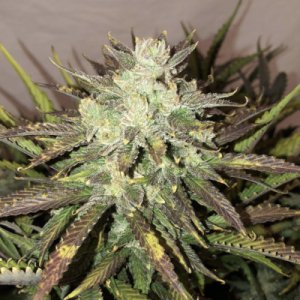 Gorilla Glue Auto fem