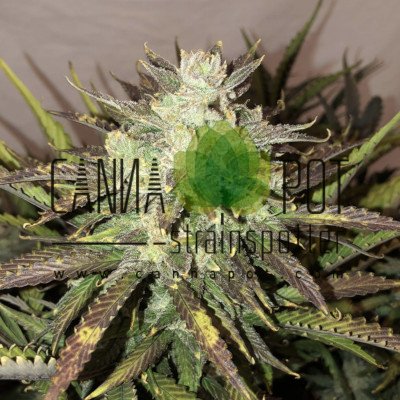 Gorilla Glue Auto fem - zum Schließen ins Bild klicken