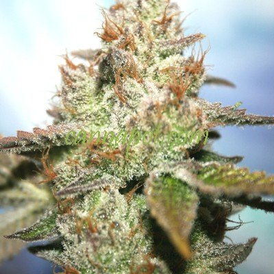 Gorilla Glue 5 fem [ApeOrigin] : cannabisseeds
