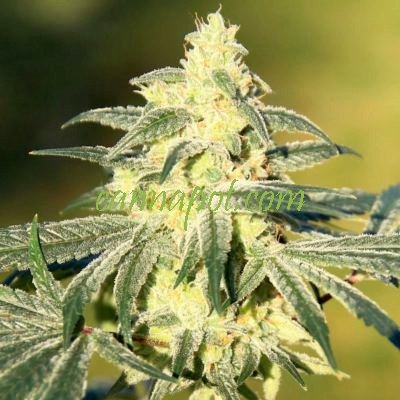 Gorilla Glue #4 S1 - zum Schließen ins Bild klicken