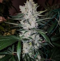 Original Glue #4 S1 | GG4 Seeds female