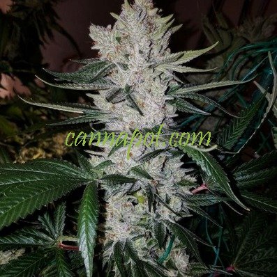 Original Glue #4 S1 | GG4 Seeds female - zum Schließen ins Bild klicken