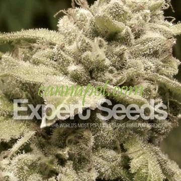 Gorilla Glue 4 x White Widow feminized - zum Schließen ins Bild klicken