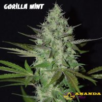 Gorilla Mint