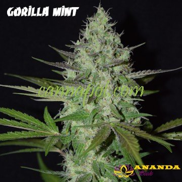 Gorilla Mint - zum Schließen ins Bild klicken