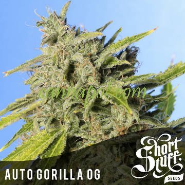 Auto Gorilla OG - zum Schließen ins Bild klicken