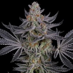 Ein allgemeines Bild