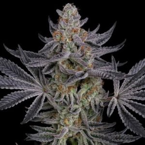 (Bild für) Gorilla Runtz female