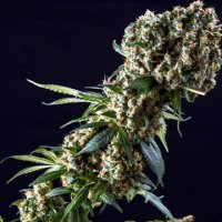 Granddaddy Purple feminized