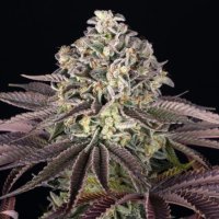 (Bild für) Grand Daddy Purple