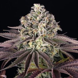 (Bild für) Grand Daddy Purple