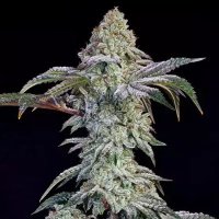 (image for) Grandpa’s Cookies #6 S1