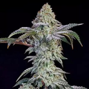 (image for) Grandpa’s Cookies #6 S1