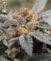 (Bild für) Grape Ape