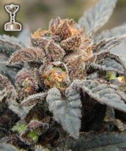 (Bild für) Grape Ape