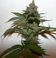 Grape Gas 7 fem