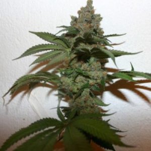 (image for) Grape Gas 7 fem