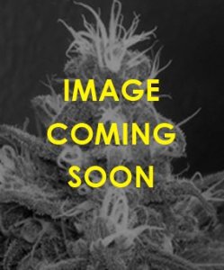 (Bild für) Grape Skunk