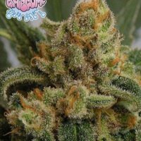 (image for) Grape Gum female