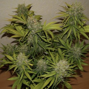 Grapefruit Matic Auto fem