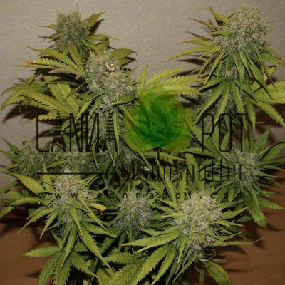 Grapefruit Matic Auto fem - zum Schließen ins Bild klicken