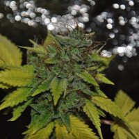 Grapefruit Diesel 5 fem