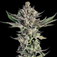 (Bild für) Grapes & Cream female