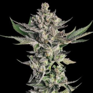 (Bild für) Grapes & Cream female