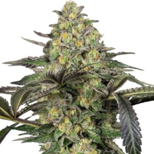 Grapevine Candy