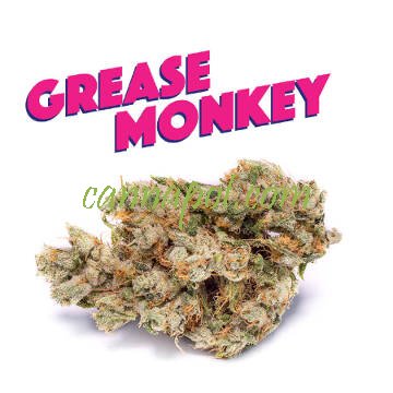 Grease Monkey female - zum Schließen ins Bild klicken